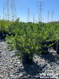 Image result for Polygala petitiana