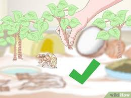 Now that you have your tank set up, the humidity and temperature stable, and the substrate and decorations laid out, it's time to remove all of the decorations and bowls, wash the enclosure with vinegar and rinse thoroughly, and boil all decorations and empty shells before putting. 3 Ways To Decorate Your Hermit Crab S Tank Wikihow