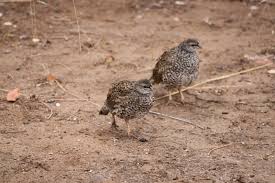 Image result for Tragiella natalensis