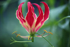 Image result for Gloriosa superba