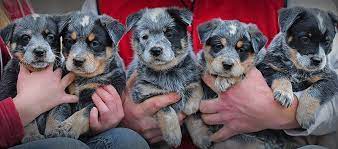 Australian cattle dog puppies are born all white except for possible solid patches either on the face around the eyes, on the ears, or farther back on. Coe Breeders Australian Cattle Dog Club Of America