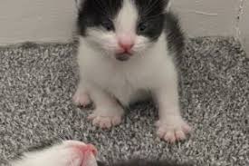 Check spelling or type a new query. Cats And Kittens For Sale In Glasgow
