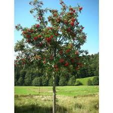 Sorbier Des Oiseleurs Sorbier Des Oiseleurs Jardins Arbre
