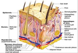 Browse 4,731 human skin anatomy stock photos and images available, or search for skin cross section or acne to find more great stock photos and pictures. Pin On Skin