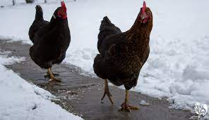 Chickens in the garage would work ok if you have a detached garage or a garage with a breezeway separating the garage from the house. How To Keep Backyard Chickens Warm In Winter