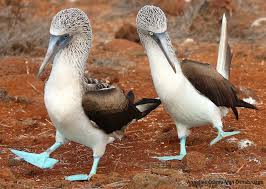 Galapagos Islands Bird With Blue Feet Pin On Shannon