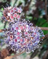 Image result for Memecylon myrianthum