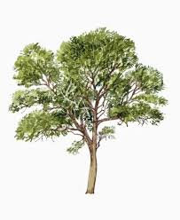 Image result for Acacia nigrescens