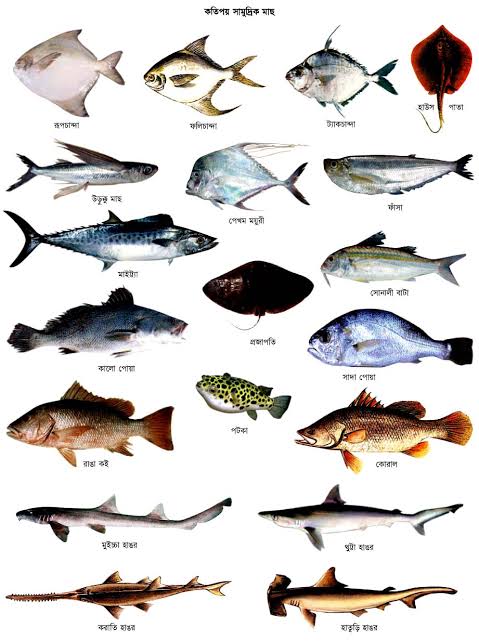 Image result for সামুদ্রিক মাছ"