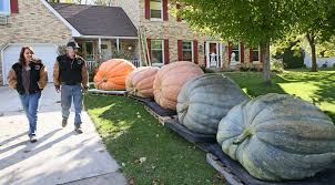 Barbara badder (author) from usa on august 05, 2013: Newsela Giant Pumpkins Grow Fast