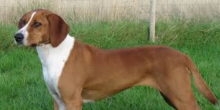 Österreichische pinscher sind selbstbewusste und aufmerksame, lebhafte und verspielte hunde, die sehr liebevoll zu den menschen sind, die sie kennen. Osterreichischer Pinscher Hunderasse Mit Bild Info Temperament Charakteristiken Und Fakten