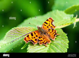 Image result for Polygonia c-album