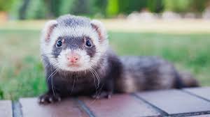 Hoje o vídeo é sobre ele! Furao Curiosidades E Fatos Interessantes Mundo Ecologia