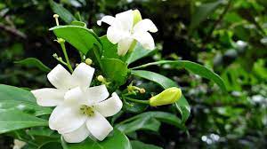 Manfaat dan khasiat bunga melati tersebut erat kaitannya dengan kandungan bunga melati ini. Kenali Beragam Manfaat Sehat Bunga Arabian Jasmine Health Liputan6 Com