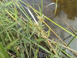 Image result for Pycreus flavidus