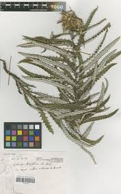 Image result for Echinops longifolius