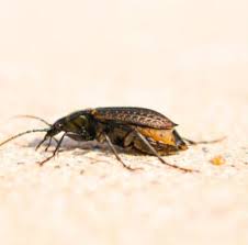Many other insects try to look like bees in order to. How To Get Rid Of Basement Bugs And Pests Spiders Mice Bats More