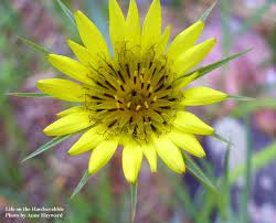 Yellow Salsify Tragopogon Dubius Major Wild Plants Plants Flowers