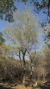 Image result for Albizia forbesii