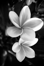 Please contact us if you want to publish a cute black. Magnolia C Shinji Aratani Black And White Flowers Flower Art White Flowers