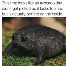 Humor Funny Meme Picture Kickass Funny Animal Memes Funny Animal Jokes Cute Animal Memes