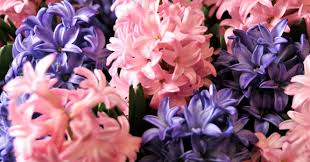 Image result for Hyacinth Red 2016 B
