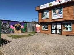 Dogtor Cat Centro Veterinario