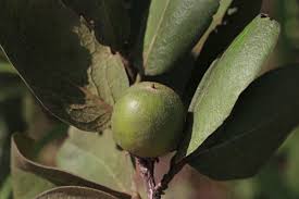 Image result for Diospyros kirkii
