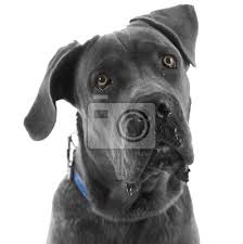 The goals and purposes of this breed standard include the cane corso italiano is descended from the old roman molossian. Cane Corso Italiano Hund Isoliert Auf Weissem Fototapete Fototapeten Cane Corso Wachter Treue Myloview De