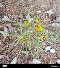 Image result for Geigeria burkei