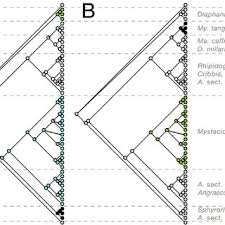 Image result for Diaphananthe lorifolia