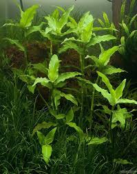 Image result for Floscopa africana