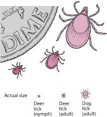Lyme Disease Infectious Diseases Msd Manual Professional Edition