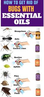 How To Get Rid Of Bugs With Essential Oils Essential Oil Blends Oils Essential Oil Remedy
