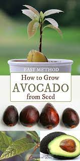 Forget The Toothpicks This Is The Easy Way To Grow Avocado From Seed Avocado Plant Grow Avocado Growing An Avocado Tree