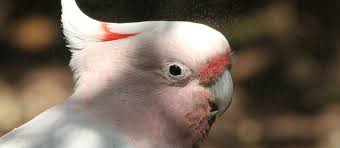 Hochwertige und bezahlbare, lizenzfreie sowie lizenzpflichtige bilder. Kakadu Haltung Kakadu Kaufen