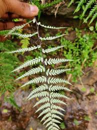 Image result for Pityrogramma