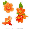 The flowers of the pomegranate are bisexual, two. 1