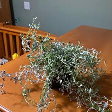 Image result for Helichrysum cephaloideum
