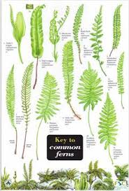 great little chart to help kids identify ferns in the forest