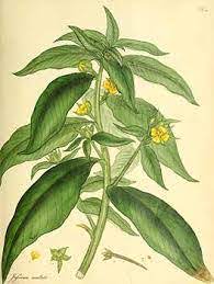 Inai (nama botaninya lawsonia inermis), merupakan sejenis pohon berbunga yang mana daunnya digunakan untuk mewarnai kulit badan manusia, rambut, kuku, barangan kulit (contoh beg, uncang, talipinggang dsbnya.) dan juga pewarna untuk kain. Melur Com Inai Air Inai Pasir Seminggu Dua Ini Tular Facebook