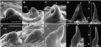 Image result for Prismatocarpus