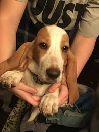 Get healthy pups from responsible and professional breeders at puppyspot. Basset Hound Puppies For Sale Shelby Oh 313033
