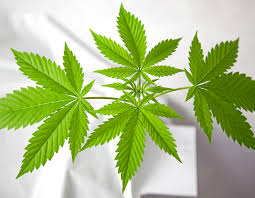 Mr.jiujitsu , 916fisherman , jack og and 6 others The Fim Technique Marijuana Grow Shop