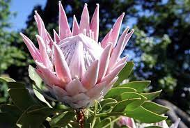 Dejate Cautivar Por La Belleza De La Flora Sudafricana Unusual Flowers Flowers Fuchsia Flowers