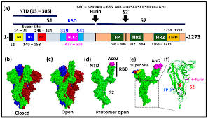 3 two clinical studies assessed the safety, tolerability, and immunogenicity of ascending dose levels of bnt162 modrna vaccine candidates * mulligan, m.j. Viruses Free Full Text The Spike Of Concern The Novel Variants Of Sars Cov 2 Html