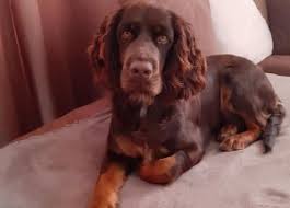 Image result for německý křepelák postava