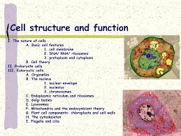 Check spelling or type a new query. Ppt Cell Structure And Function Powerpoint Presentation Free Download Id 1457863
