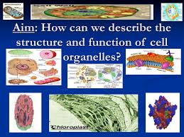 Organization Chart Bacteria Aim How Can We Describe The