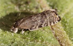 Image result for Cydia strobilella